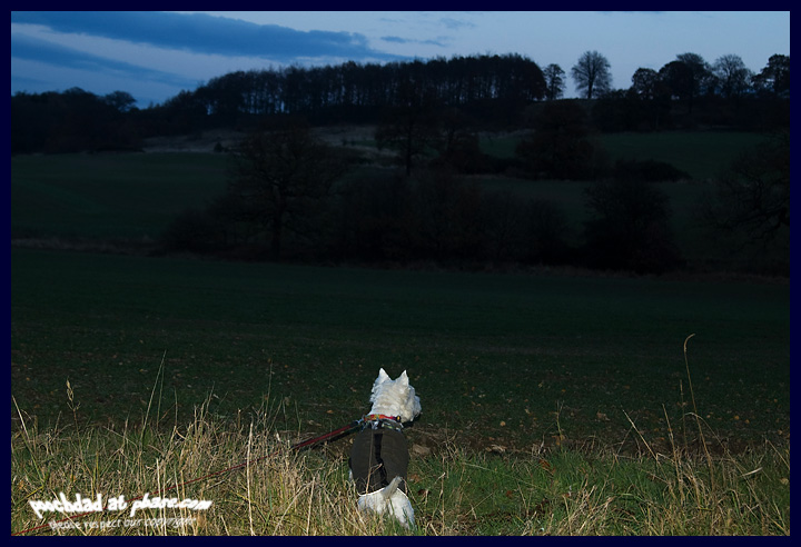 18112007 pheasant hunt