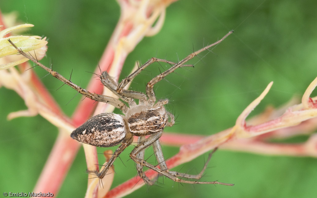 Oxyopes lineatus_0712 EM-91333.jpg