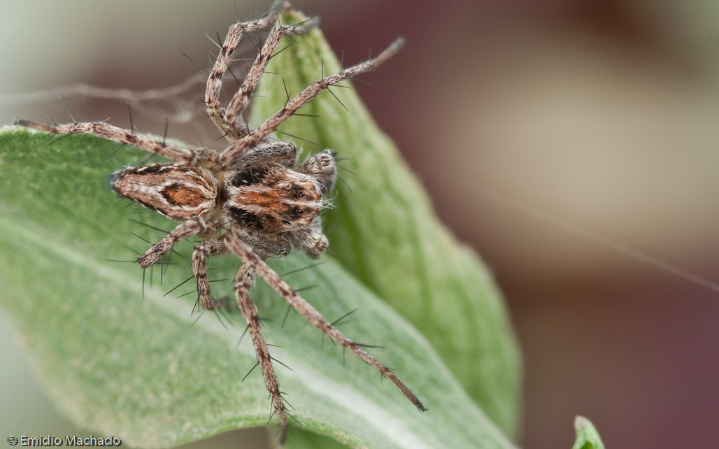 Oxyopes_0641 EM-99463.jpg