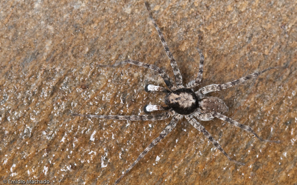 Wadicosa fidelis _MA0898 EM-90035.jpg