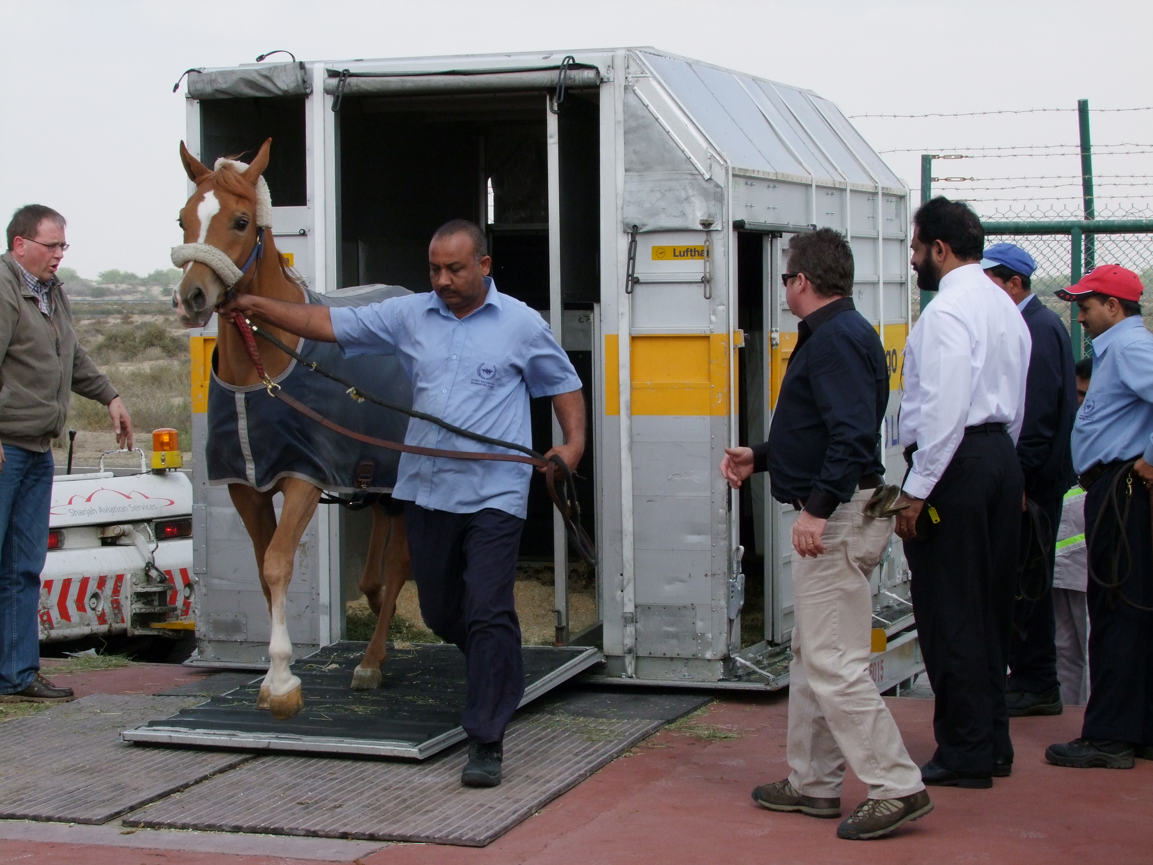 1232 4th January 09 Horse delivery at Sharjah Airport.jpg