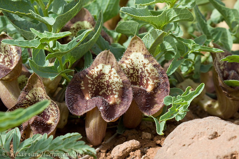 Tình yêu cây cỏ ĐV2 - Page 9 133889054.6zZ6W2mZ.aristolochia2c