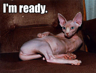 readynakedcat.jpg