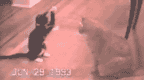 KittyFight.gif Cat fight and pawnaged