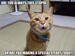 areyoustupid.jpg