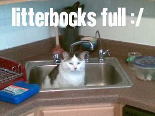 litterboksfull