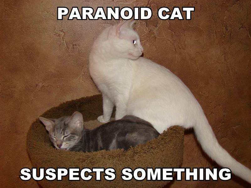 paranoidcat