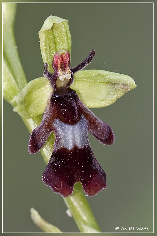 Vliegenorchis - Ophrys insectifera