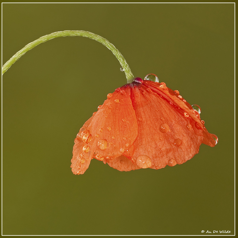 Na regen komt ...