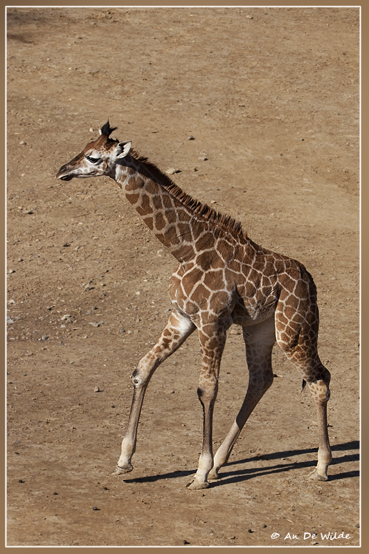 Giraf-baby