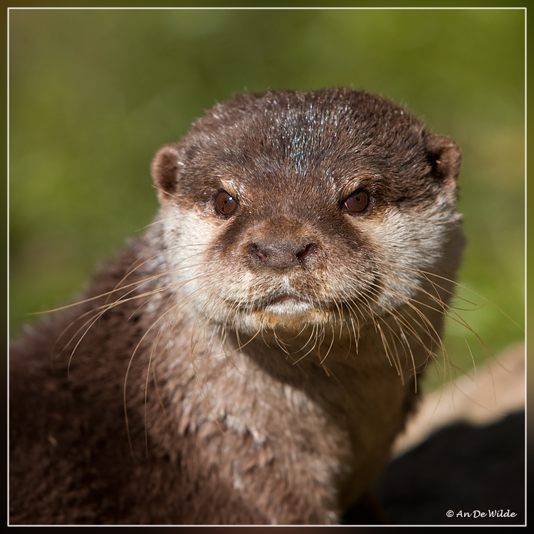 Otter