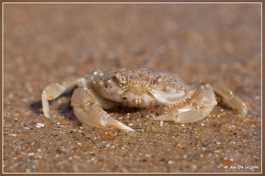 krab