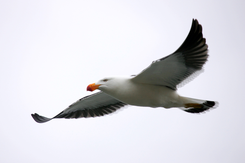 Pacific Gull.jpg