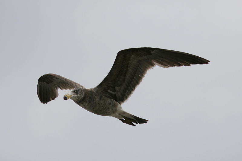 Pacific Gull Immature 2.jpg