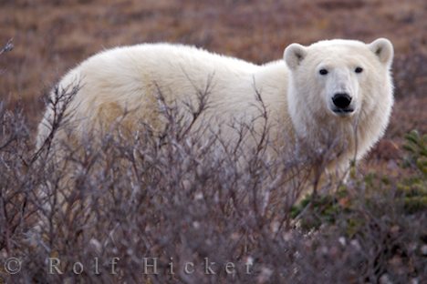 Polar bear - Ursus maritimus