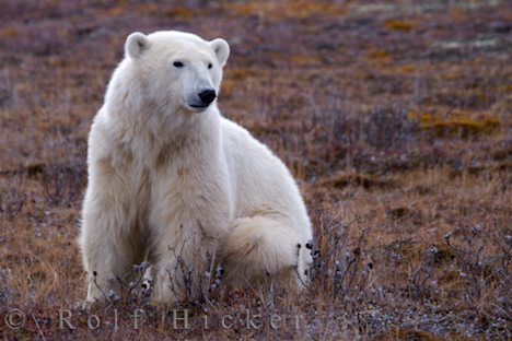 Polar bear - Ursus maritimus