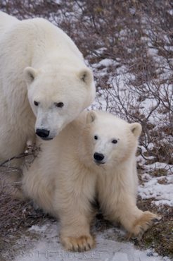 Polar bear - Ursus maritimus