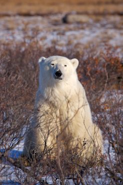 Cute Polar bear - Ursus maritimus