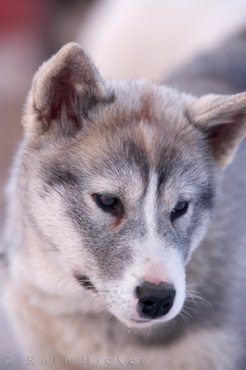 Canadian Eskimo Dog puppies