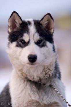 Canadian Eskimo Dog puppies