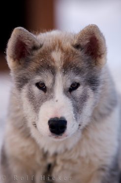 Canadian Eskimo Dog puppies