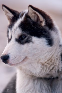 Canadian Eskimo Dog puppies