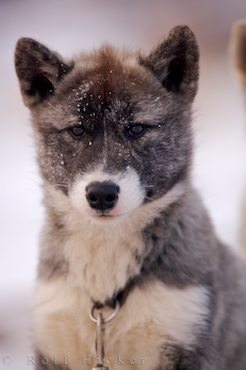Canadian Eskimo Dog puppies