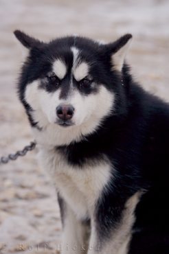 Canadian Eskimo Dog