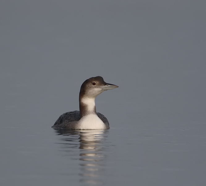 ijsduiker 03-1-2009 achterhaven 2.jpg