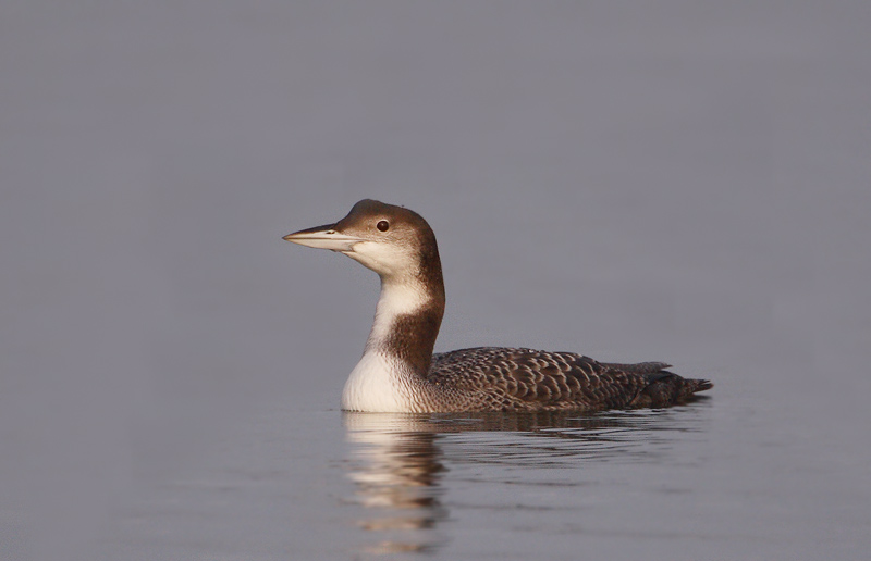 ijsduiker 03-1-2009 achterhaven 4.jpg
