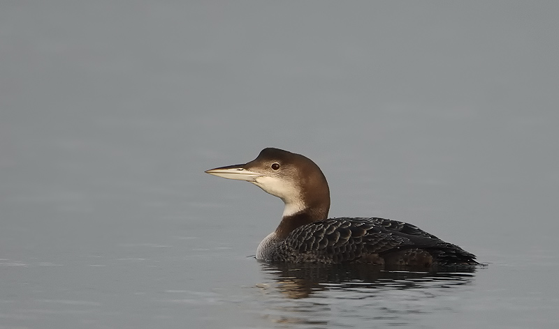 ijsduiker 03-1-2009 achterhaven 6.jpg