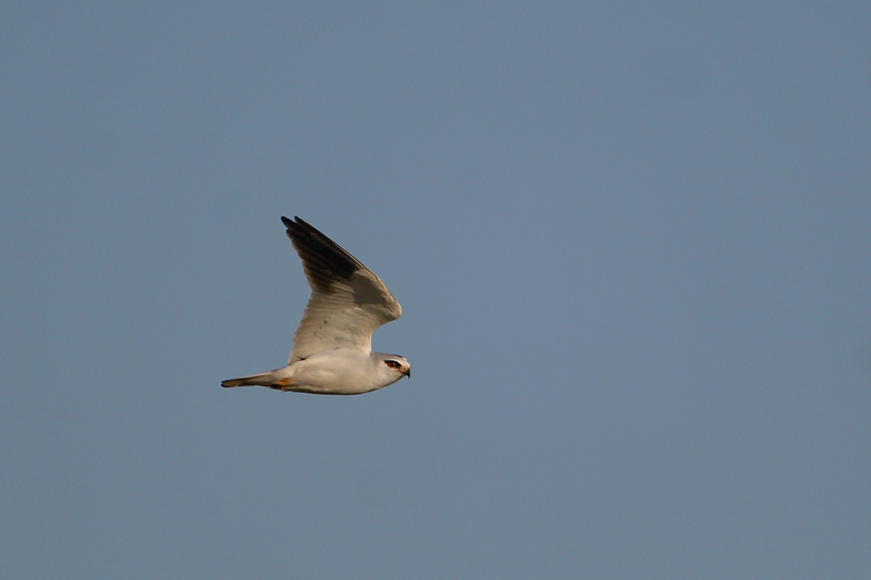 grijze wouw 29-04 2009 4.jpg