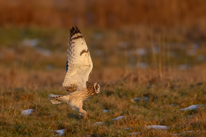 velduil uk polder 13-02-2010.jpg