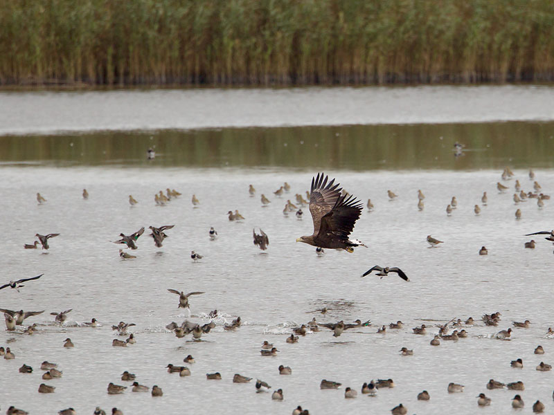 zeearend vossemeer 15-10-2010.jpg