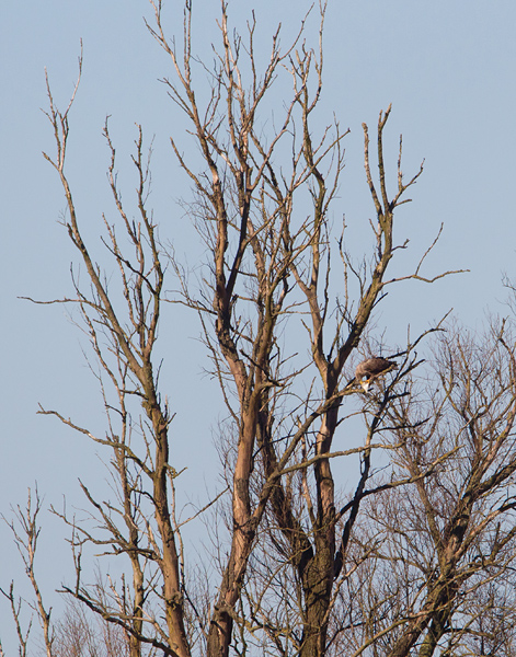 zeearend ketel 19-03-2011.jpg