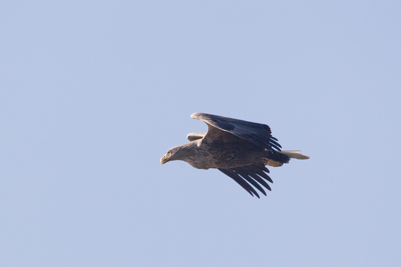 zeearend ketel 19-03-2011 2.jpg