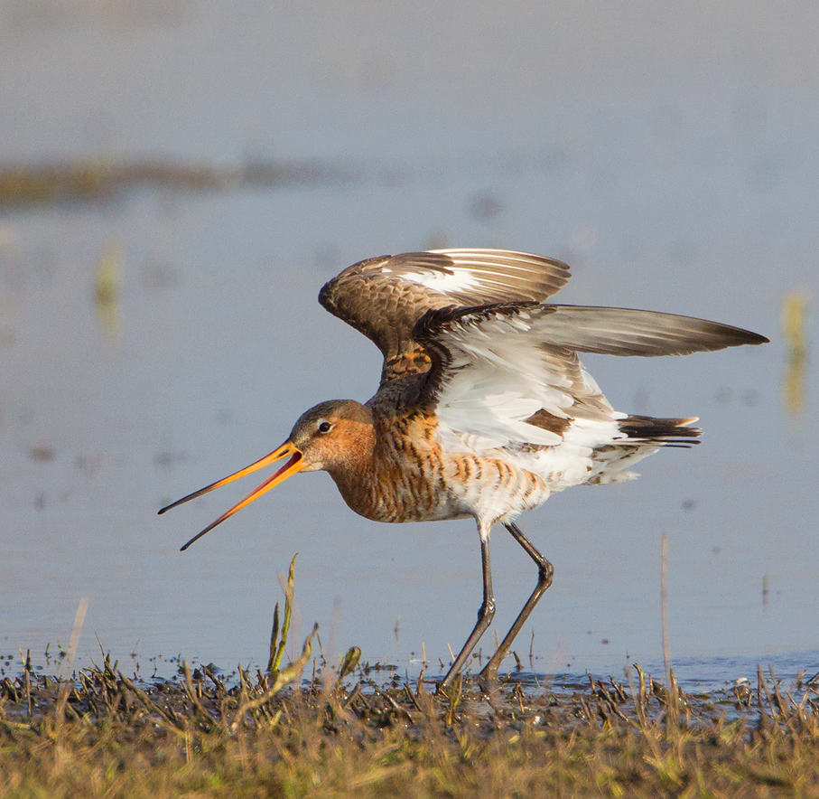 grutto 22-03-2011 uitkerkse polder.jpg