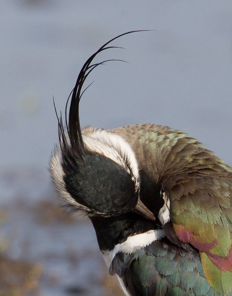 kievit 22-03-2011 uitkerkse polder 2.jpg