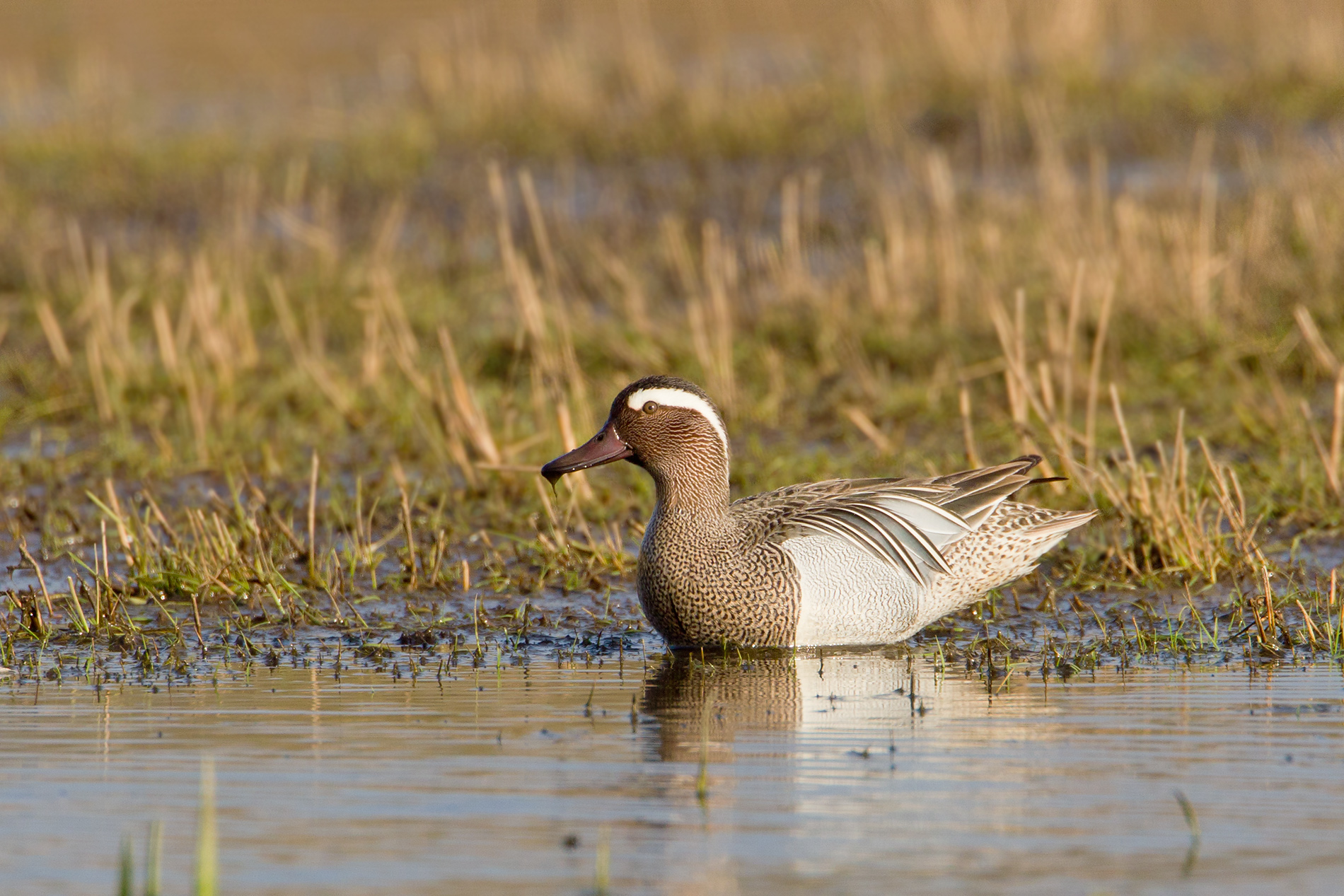 zomertaling 22-03-2011 uitkerkse polder.jpg