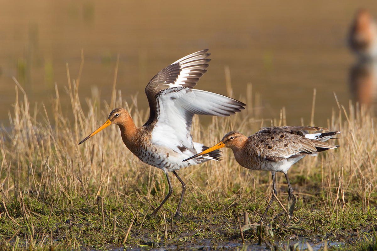 grutto paring 24-03-2011 uitkerkse polder 18.jpg