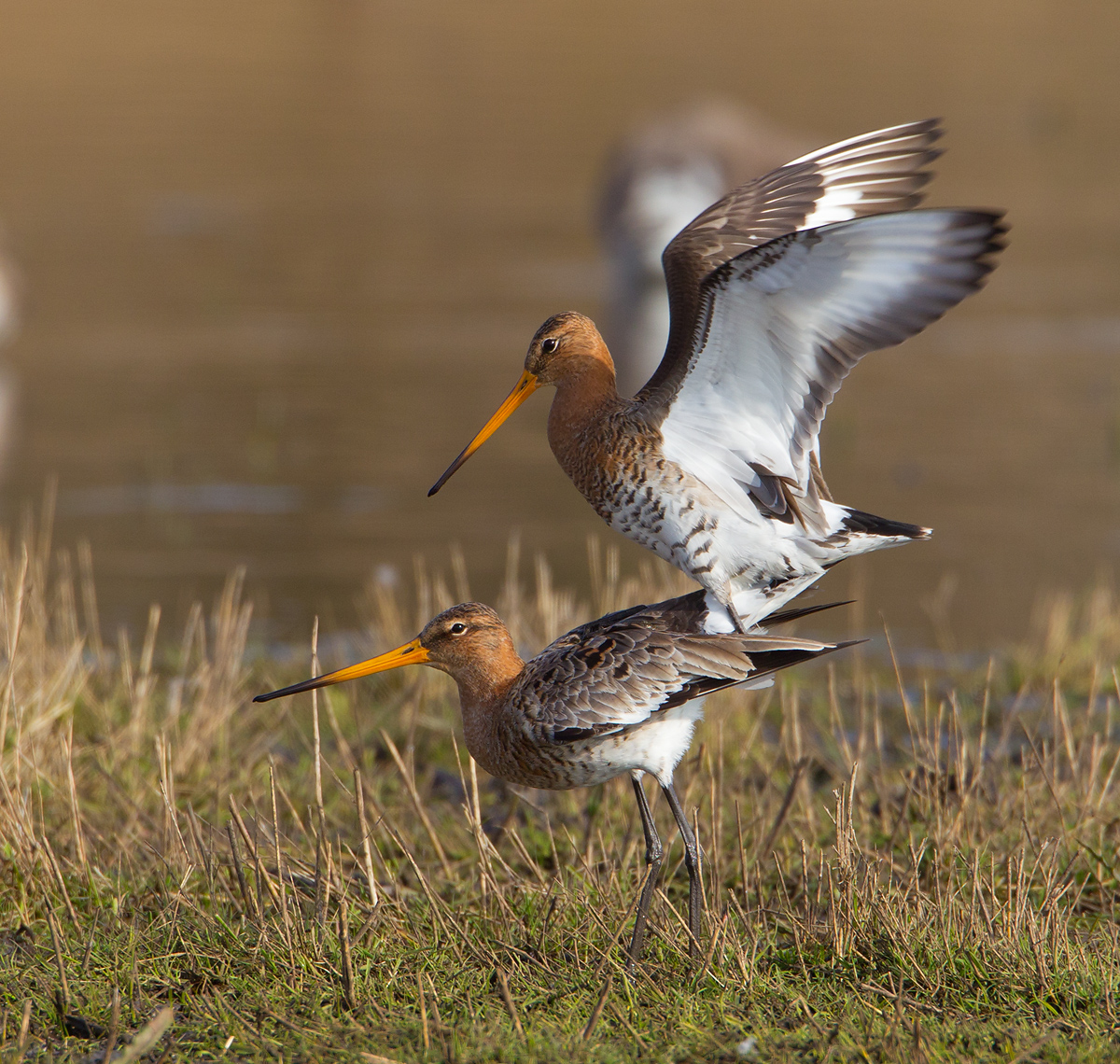 grutto paring 24-03-2011 uitkerkse polder 12.jpg