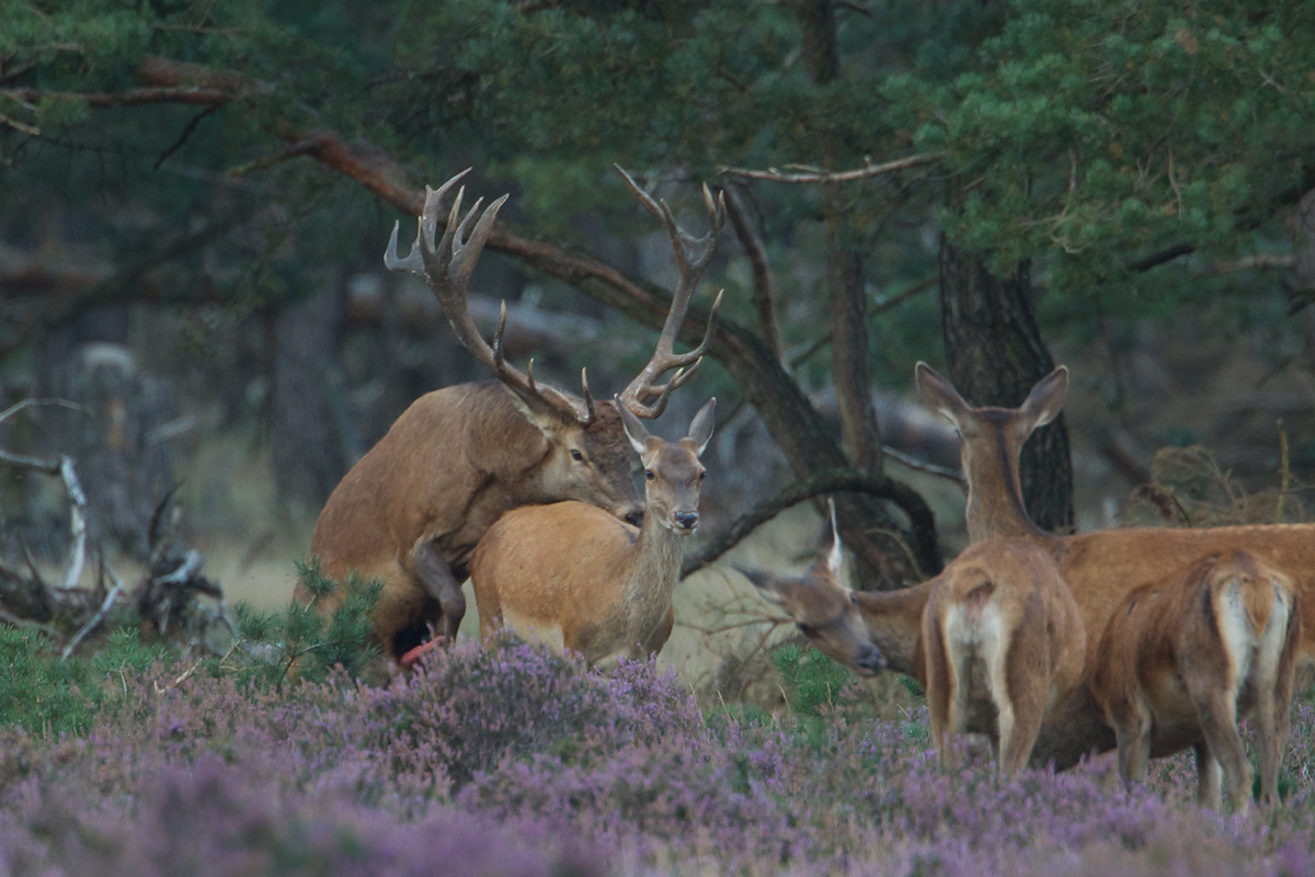 edelhert 16-09-2011 hoge veluwe 11.jpg
