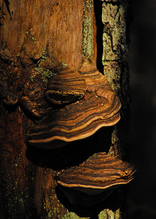 Conch Fungi