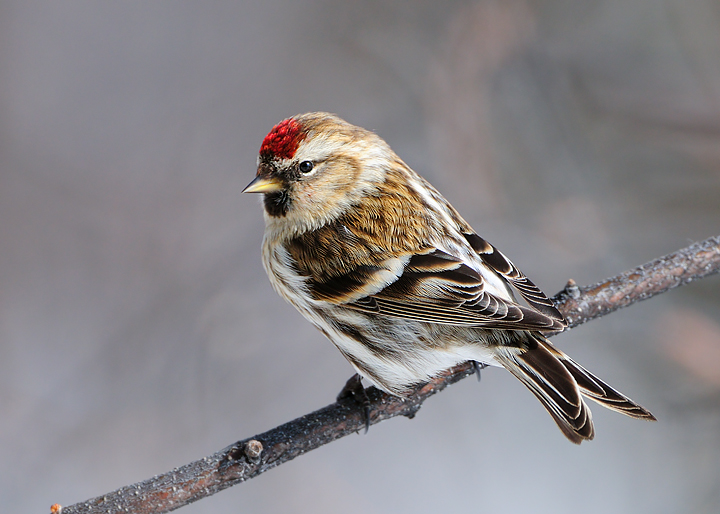 Common Redpoll (female)