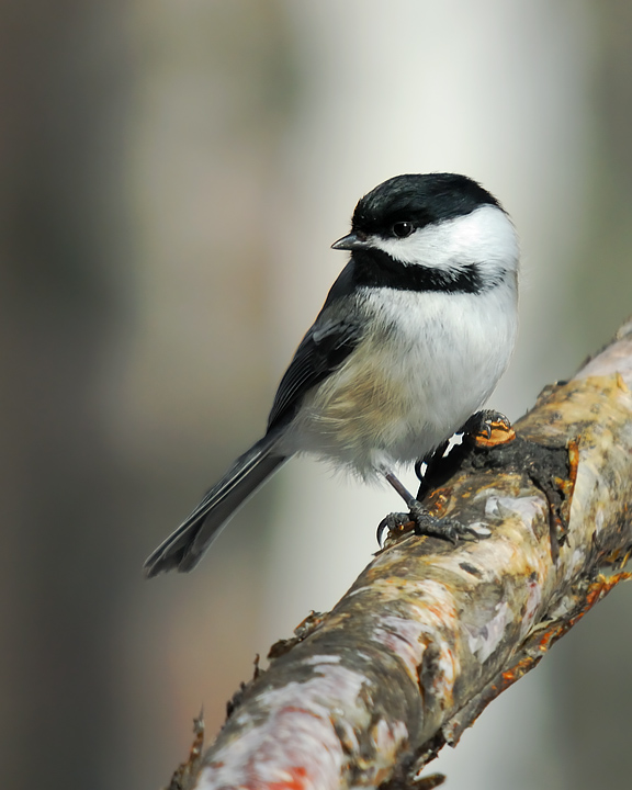 Black-capped Chickadee