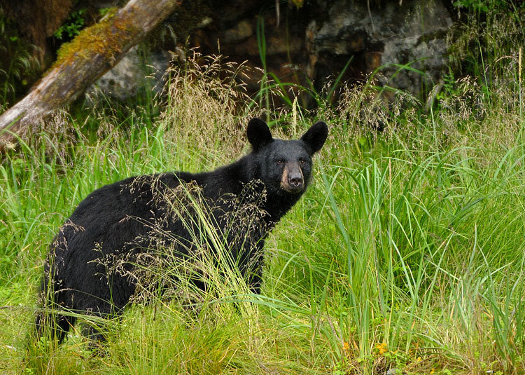 Ursus Americanus