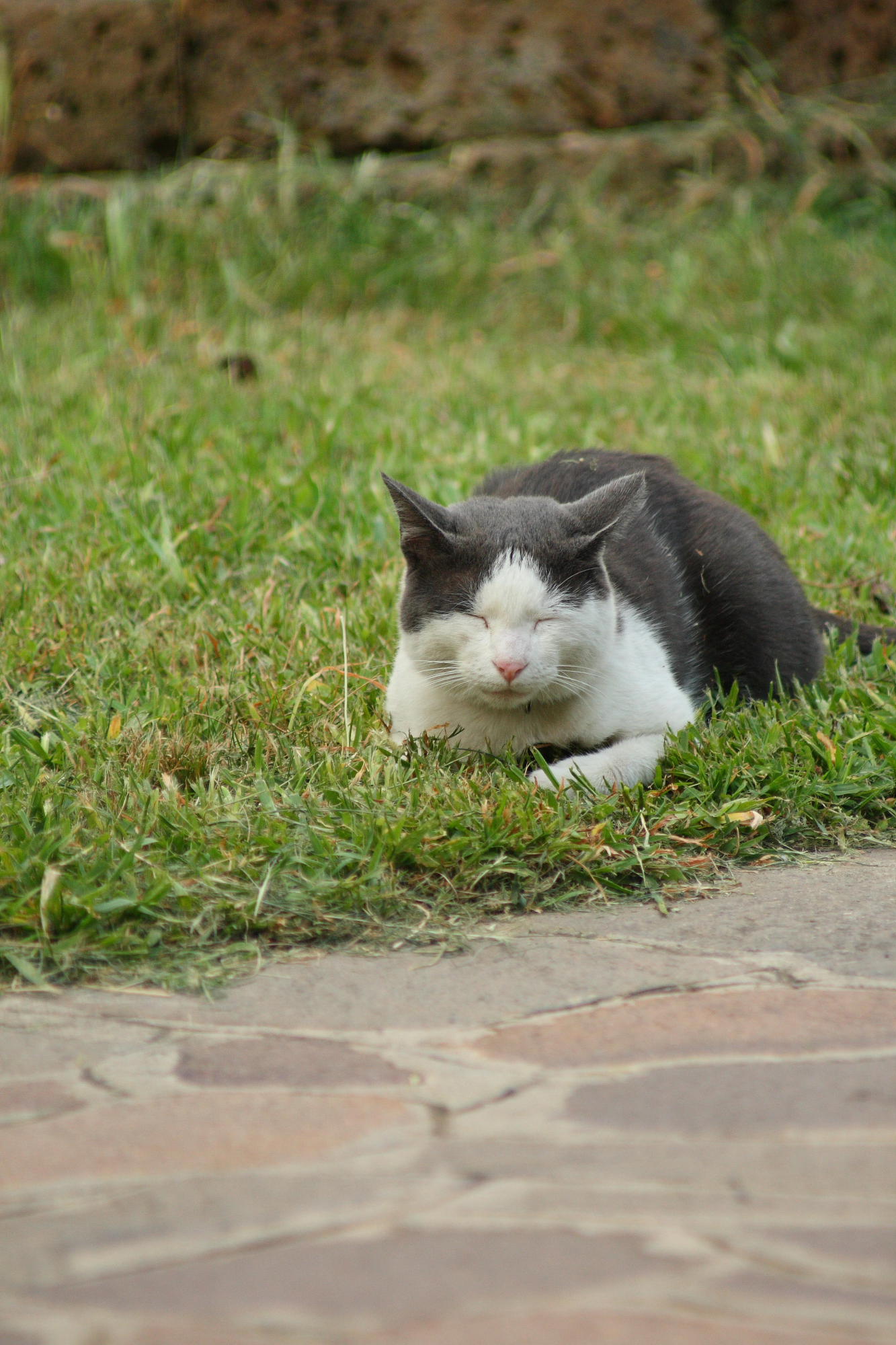 Mici Luglio 2008 04.JPG
