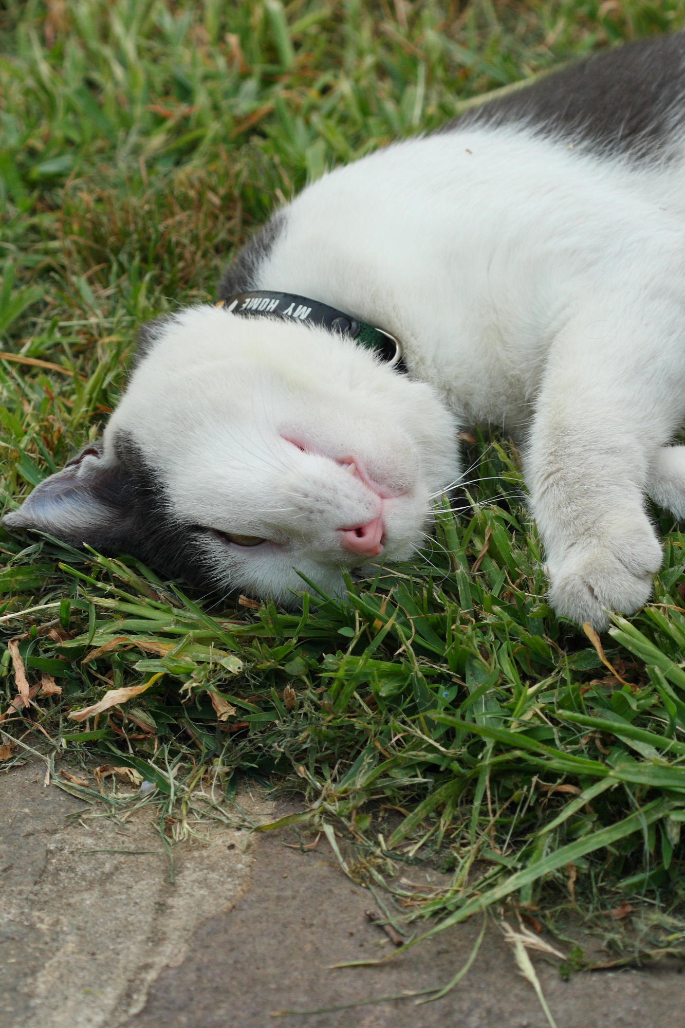 Mici Luglio 2008 14.JPG
