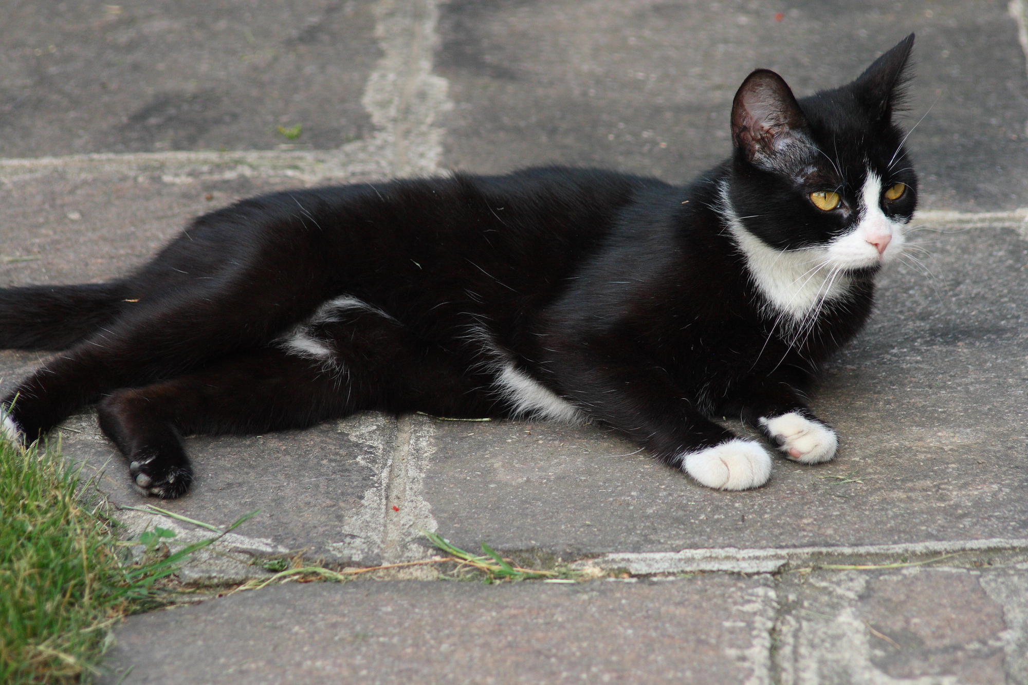 Mici Luglio 2008 19.JPG