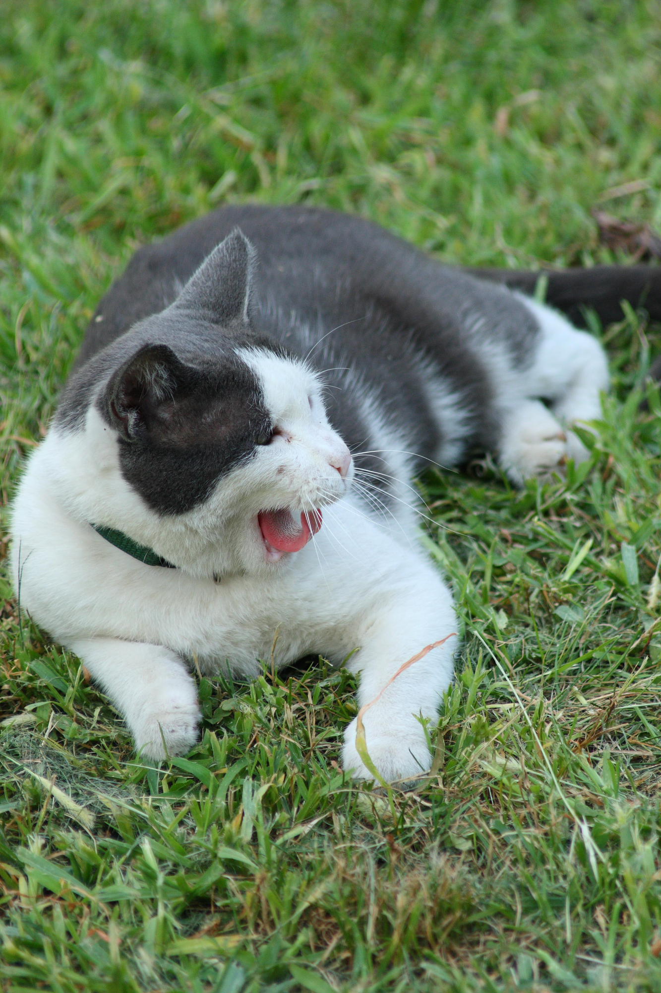 Mici Luglio 2008 20.JPG